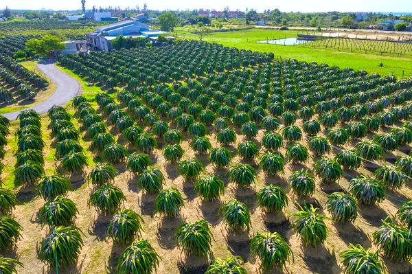Aerial view of dragon fruit garden in organic farm. Dragon fruit. This is a cool fruit with many minerals that are beneficial for human health is grown a lot in Phan Thiet, Vietnam