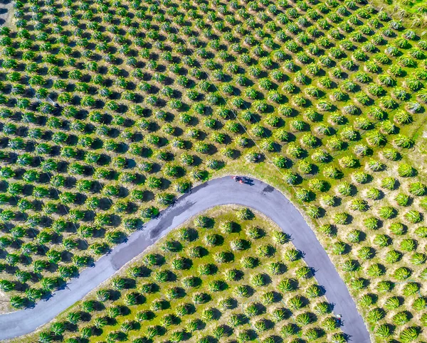 Flygfoto Draken Fruktträdgård Ekologisk Gård Drakfrukt Detta Cool Frukt Med — Stockfoto