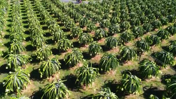 Luchtfoto Van Drakenfruittuin Biologische Boerderij Dragon Fruit Bloeit Dagen Als — Stockvideo