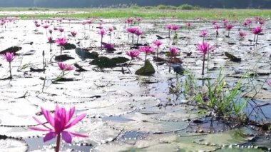 Vietnam, Tay Ninh 'da su basmış büyük bir gölde zambaklar mevsimi açar. Sel suları yükseldiğinde çiçekler doğal olarak büyür. Saflığı, sadeliği temsil eder.