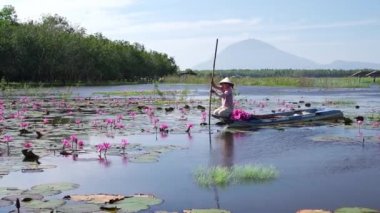 Tay Ninh, Vietnam - January 1st, 2022: A farmer rowing a boat harvesting water lily in a flooded field on a winter morning, this is her daily livelihood to support family in Tay Ninh, Vietnam