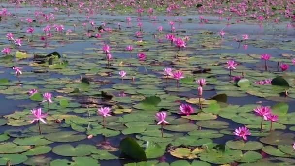Felder Seerosen Blühen Saison Einer Großen Überfluteten Lagune Tay Ninh — Stockvideo