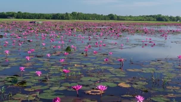 Fält Näckrosor Blommar Säsongen Stor Översvämmad Lagun Tay Ninh Vietnam — Stockvideo