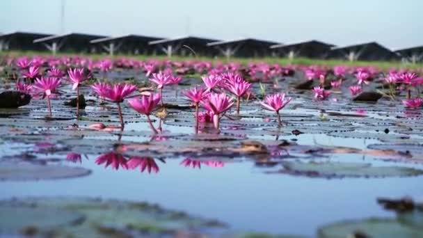 畑の睡蓮は ベトナムのテニンで大きな氾濫したラグーンで季節を咲かせます 花は洪水の水が高いときに自然に成長し シンプルさを表します — ストック動画