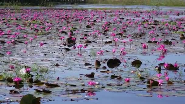 畑の睡蓮は ベトナムのテニンで大きな氾濫したラグーンで季節を咲かせます 花は洪水の水が高いときに自然に成長し シンプルさを表します — ストック動画