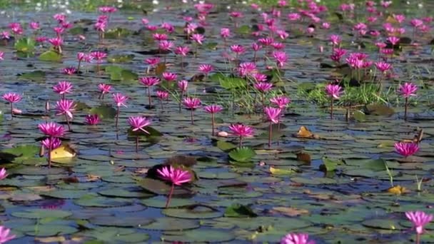 Fields Water Lilies Bloom Season Large Flooded Lagoon Tay Ninh — Stock Video