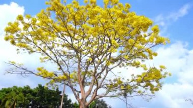 Yellow poinciana tree blooms brilliantly in front of school yard in Di Linh, Vietnam plateau in spring weather.