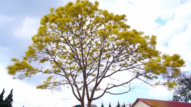 Árbol Amarillo Poinciana Florece Brillantemente Colina Cerca Del Templo Meseta — Vídeos de Stock