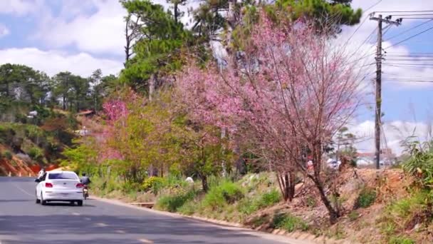 越南达拉特 2022年1月20日 在越南达拉特一个美丽的春日清晨 在一个繁忙弯道的拐角处 樱花绽放在路边 — 图库视频影像