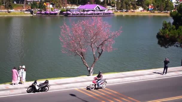 Lat Wietnam Stycznia 2022 Turyści Odwiedzają Robią Zdjęcia Wiśniowym Drzewom — Wideo stockowe