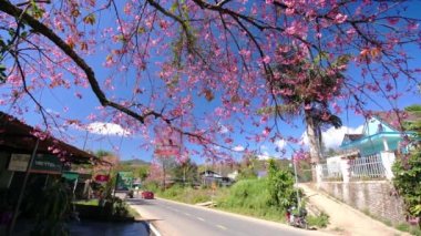 Cherry blossom along suburban street in Da Lat, Vietnam leading into the village in the countryside plateau welcome spring