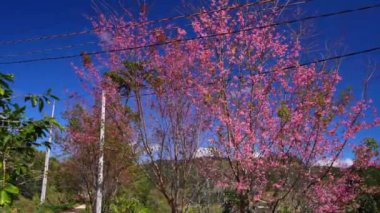 Cherry blossom along suburban street in Da Lat, Vietnam leading into the village in the countryside plateau welcome spring