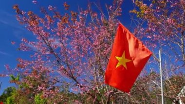 National flag of Vietnam is fluttering in front of people's yards to welcome spring with background of apricot blossoms blooming