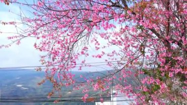 Cherry apricot branch blooms brilliantly on a spring morning. Flowers blooming in spring in the highlands of Vietnam bring joy and prosperity of a new year