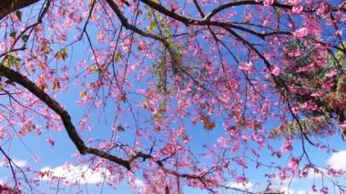 Cherry apricot branch blooms brilliantly on a spring morning. Flowers blooming in spring in the highlands of Vietnam bring joy and prosperity of a new year