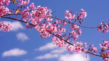 Cherry apricot branch blooms brilliantly on a spring morning. Flowers blooming in spring in the highlands of Vietnam bring joy and prosperity of a new year