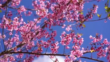 Cherry apricot branch blooms brilliantly on a spring morning. Flowers blooming in spring in the highlands of Vietnam bring joy and prosperity of a new year