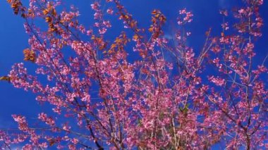 Cherry apricot branch blooms brilliantly on a spring morning. Flowers blooming in spring in the highlands of Vietnam bring joy and prosperity of a new year