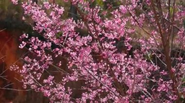 Cherry apricot branch blooms brilliantly on a spring morning. Flowers blooming in spring in the highlands of Vietnam bring joy and prosperity of a new year
