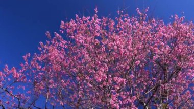 Cherry apricot branch blooms brilliantly on a spring morning. Flowers blooming in spring in the highlands of Vietnam bring joy and prosperity of a new year