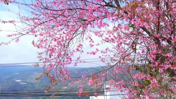 Cherry Apricot Branch Blooms Brilliantly Spring Morning Flowers Blooming Spring — Vídeos de Stock