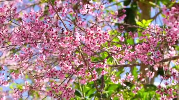 Вишневий Абрикос Чудово Цвіте Весняним Ранком Квіти Цвітуть Навесні Узгір — стокове відео