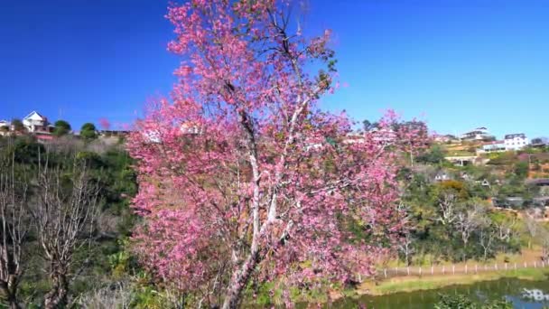Cherry Apricot Branch Blooms Brilliantly Spring Morning Flowers Blooming Spring — Stockvideo