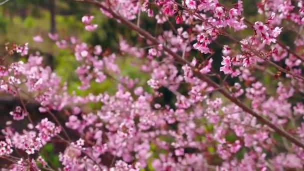 Cherry Apricot Branch Blooms Brilliantly Spring Morning Flowers Blooming Spring — Stok video
