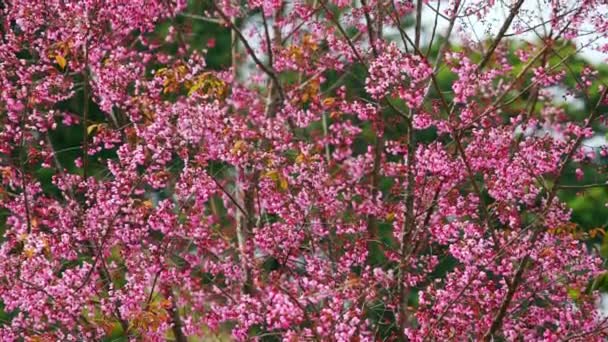 Вишневий Абрикос Чудово Цвіте Весняним Ранком Квіти Цвітуть Навесні Узгір — стокове відео