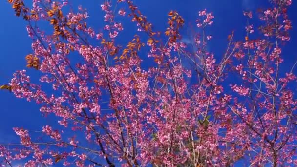 Cherry Apricot Branch Blooms Brilliantly Spring Morning Flowers Blooming Spring — Wideo stockowe