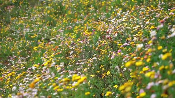 Xerochrysum Bracteatum Flower Fields Bloom Brightly Hillside Sunny Summer Morning — Vídeo de Stock