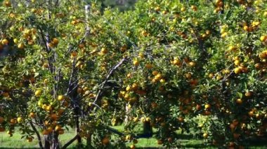 Vietnam 'ın Da Lat dağlarında bahar sabahı hasat edilmeyi bekleyen olgun mandalina bahçeleri. Meyve, insanlara pozitif enerji sağlamak için birçok besin sağlar.