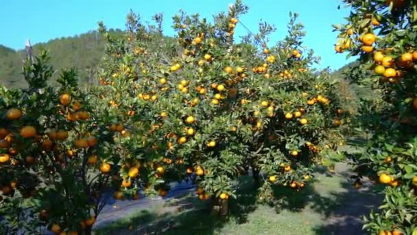 Garden Ripe Mandarin Oranges Waiting Harvested Spring Morning Highlands Lat — стоковое видео