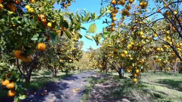 Giardino Arance Mandarine Mature Attesa Essere Raccolte Nella Mattina Primavera — Video Stock