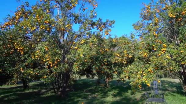 Garden Ripe Mandarin Oranges Waiting Harvested Spring Morning Highlands Lat — Vídeos de Stock