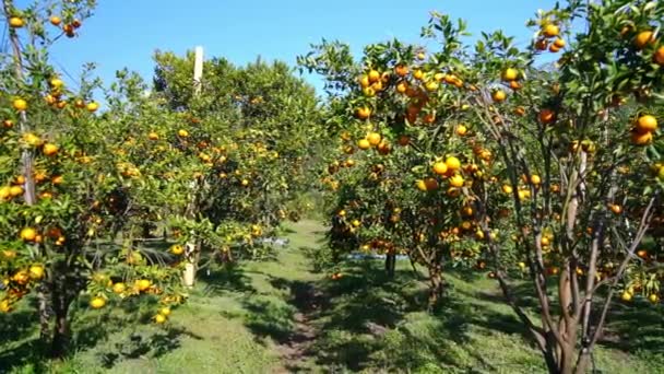 ベトナムのダラット高地で春の朝に収穫されるのを待っている熟したみかんの庭 果物は人々に良いエネルギーを提供するために多くの栄養素を与えます — ストック動画