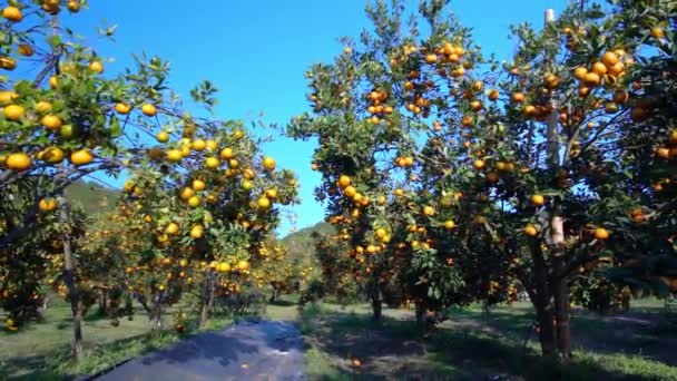 Garden Ripe Mandarin Oranges Waiting Harvested Spring Morning Highlands Lat — Stockvideo