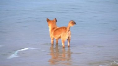 Sahilde altın köpek sahibinin balıktan sonra denizden dönmesini bekliyor. İnsanların evcil hayvanı olarak seçilen sadık hayvanlar.