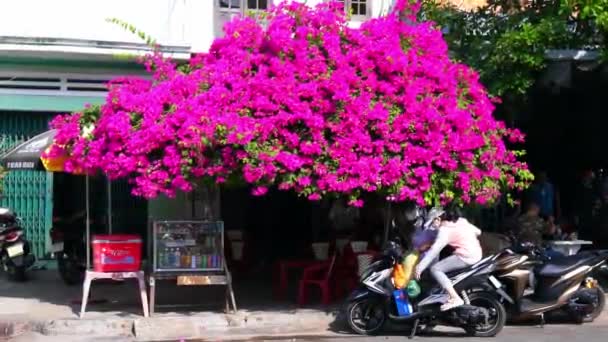 Phan Wietnam Stycznia 2022 Bougainvillea Drzewa Przed Domami Ludzi Zarówno — Wideo stockowe