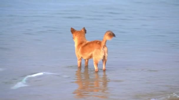 Golden Dog Beach Waiting His Owner Return Sea Fishing Loyal — Vídeo de Stock