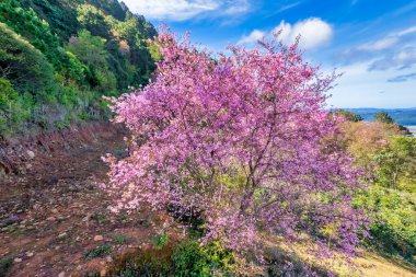 Vietnam 'ın Da Lat platosunun yamacında kiraz kayısı ağacı parlak bir şekilde çiçek açar.
