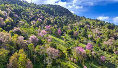 2023 ilkbaharında vahşi sakuralarla dolu bir orman çiçek açıyor. Renk değişimi Da Lat, Vietnam 'ın eteklerindeki dağlık alanlara canlı ve göz kamaştırıcı bir manzara veriyor.