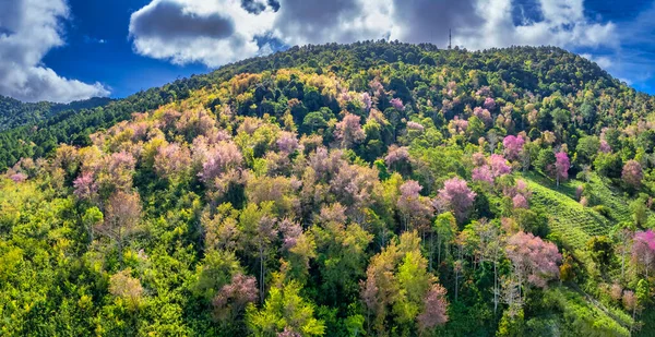 Bos Vol Wilde Sakura Bloeit Lente 2023 Kleurverandering Geeft Het — Stockfoto