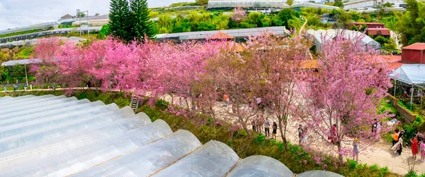 Lat Vietnam Janvier 2023 Des Rangées Sakura Sauvages Plantées Dans — Photo