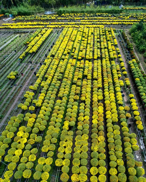 Água Jardim Margaridas Amarelas Vista Aérea Preparando Para Colheita Eles — Fotografia de Stock