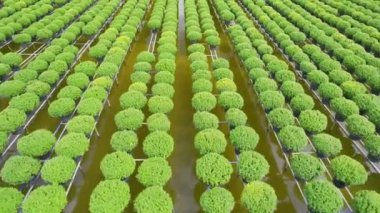 Sarı papatyaların bahçe suyu, hava manzaralı, hasat için hazırlanıyor. Vietnam 'ın Ay Yeni Yılı boyunca Mekong Deltası boyunca satılık olarak ekilen hidrofoniklerdir.