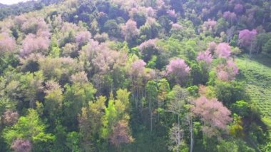 2023 ilkbaharında vahşi sakuralarla dolu bir orman çiçek açıyor. Renk değişimi Da Lat, Vietnam 'ın eteklerindeki dağlık alanlara canlı ve göz kamaştırıcı bir manzara veriyor.