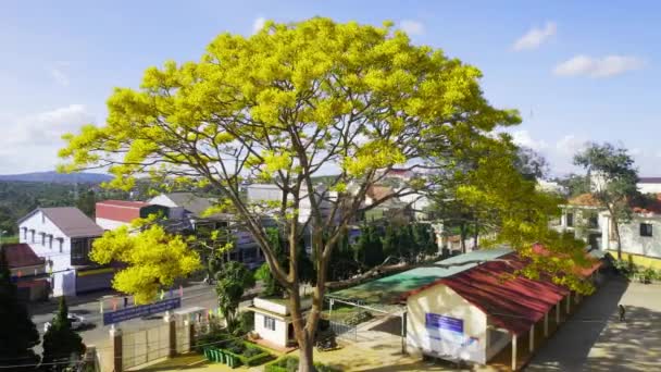 越南达拉特 2023年1月23日 春天里 黄松盛开在地林高原的校园前 在越南达拉特 古老的树崇敬美丽的学校 — 图库视频影像
