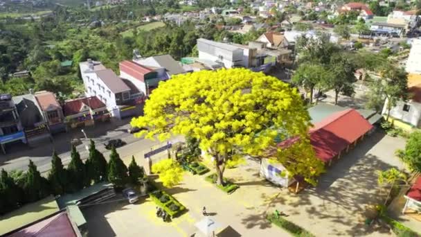 Lat Vietnam January 23Rd 2023 Yellow Poinciana Tree Blooms Brilliantly — Stock Video