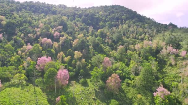 Las Pełen Dzikiej Sakury Kwitnie Wiosną 2023 Roku Zmiana Koloru — Wideo stockowe